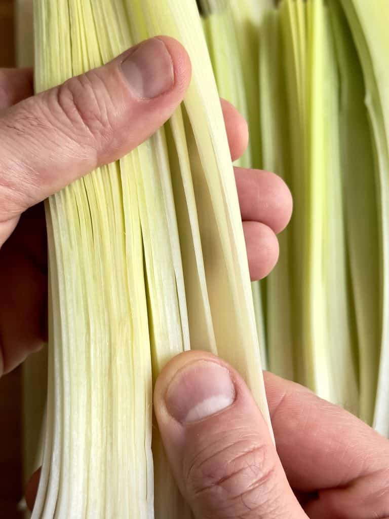 Layers of leek